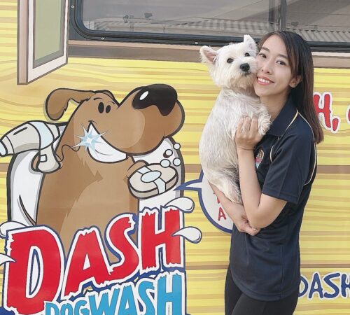 Dash DogWash dog grooming ballajura